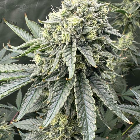 CxLAZ #15 C #1 growlog photo: Possible light bleaching
