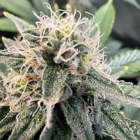 MiscxLAZ #26 C #2 growlog timeline photo