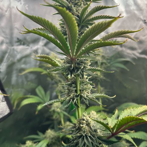 MiscxLAZ #26 C #2 growlog timeline photo