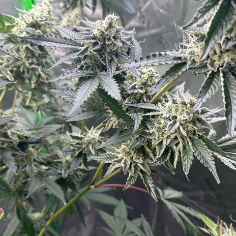 CxLAZ #15 C #1 growlog timeline photo