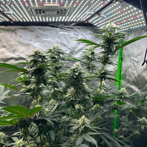 CxLAZ #15 C #1 growlog timeline photo