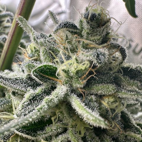 CxLAZ #15 C #1 growlog timeline photo