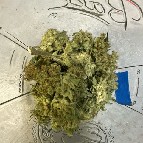 Fuel D.OG #1 Female 47.36g growlog timeline photo