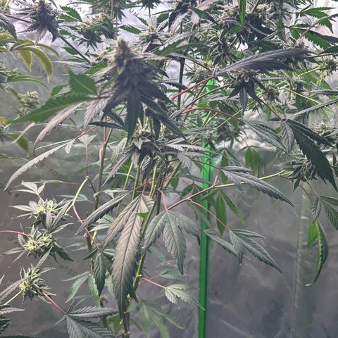 CxLAZ #15 C #1 growlog timeline photo
