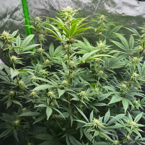 MiscxLAZ #26 C #2 growlog timeline photo