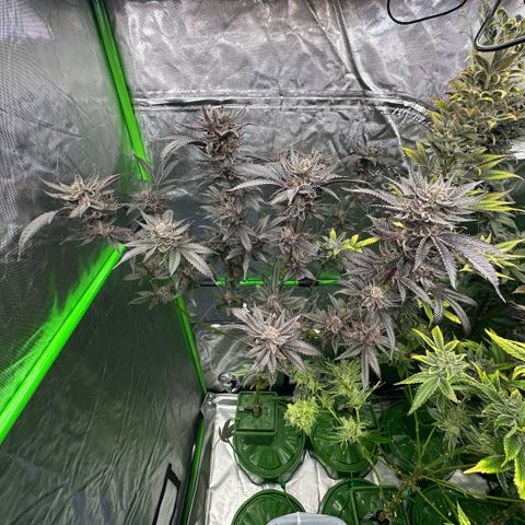 MiscxLAZ #27 C 39g growlog timeline photo