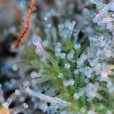 MiscxLAZ #26 C #2 growlog timeline photo