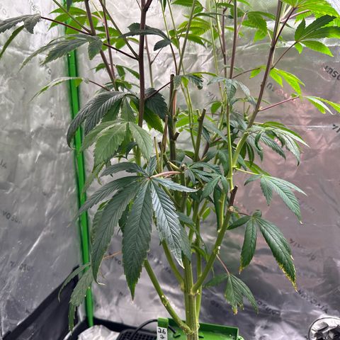 MiscxLAZ #26 C #2 growlog timeline photo