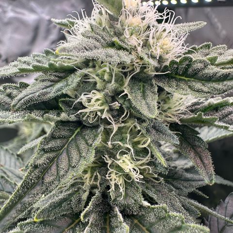 CxLAZ #15 C #1 growlog timeline photo