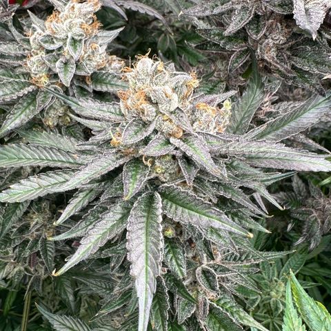 CxLAZ #03 C #1 58.58g growlog timeline photo