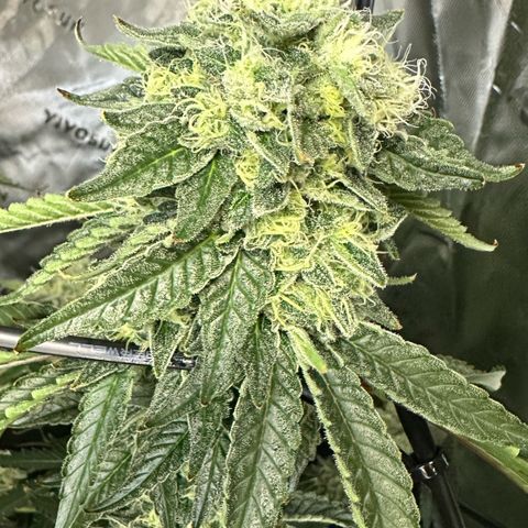 CxLAZ #15 C #1 growlog photo: Possible light bleaching
