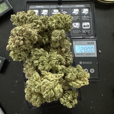 Misc x (LA Kush x Zkittles) #27 33.12g growlog photo: Moved to bag