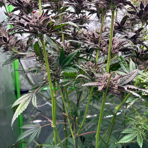 MiscxLAZ #22 C 42.33g growlog timeline photo