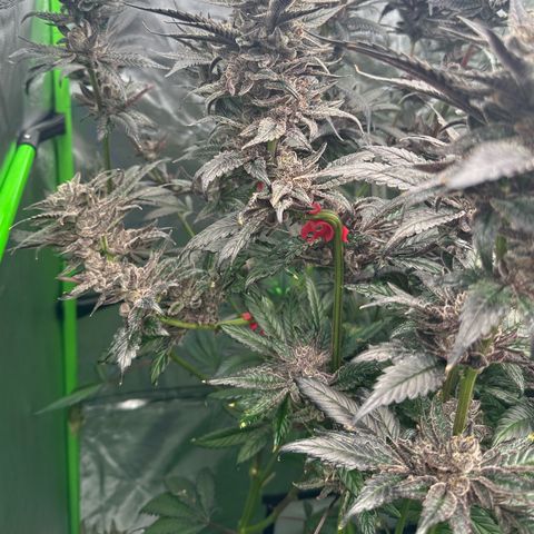 MiscxLAZ #22 C 42.33g growlog timeline photo