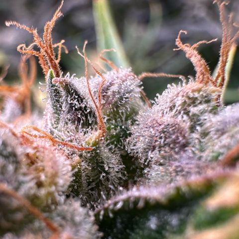 Fuel D.OG #1 Female 47.36g growlog timeline photo
