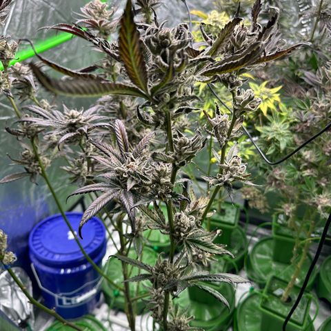 MiscxLAZ #29 C growlog timeline photo