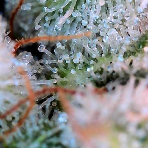 MiscxLAZ #26 C #2 growlog timeline photo