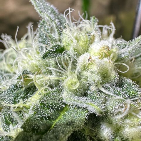 CxLAZ #15 C #1 growlog photo: Possible light bleaching