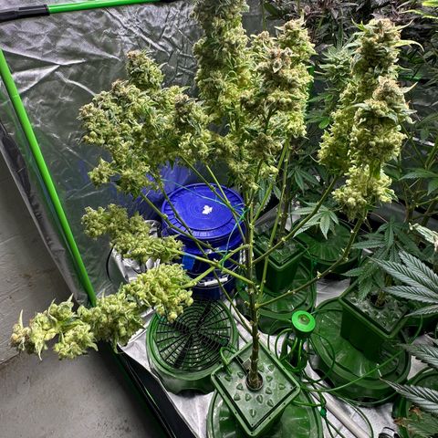 Fuel D.OG #1 Female 47.36g growlog timeline photo