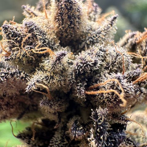 MiscxLAZ #22 C 42.33g growlog timeline photo