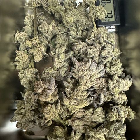 MiscxLAZ #29 C growlog timeline photo
