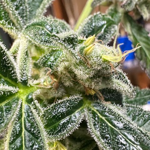 CxLAZ #31 C growlog photo: Herm / male flowers