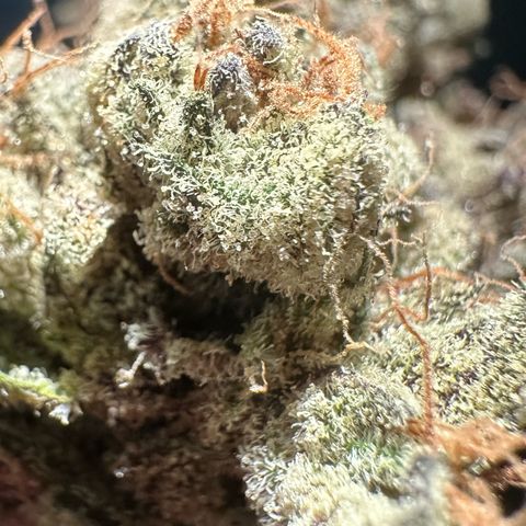 CxLAZ #16 50.72g growlog photo: Moved to bag with Integra packs