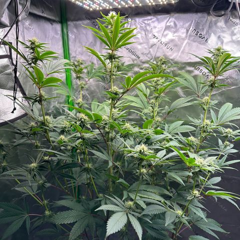 MiscxLAZ #26 C #2 growlog timeline photo