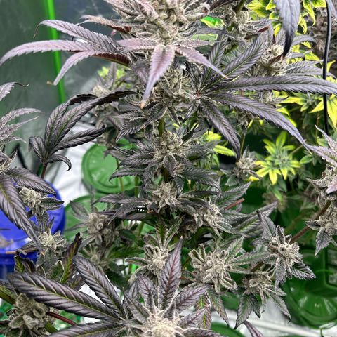 MiscxLAZ #29 C growlog timeline photo