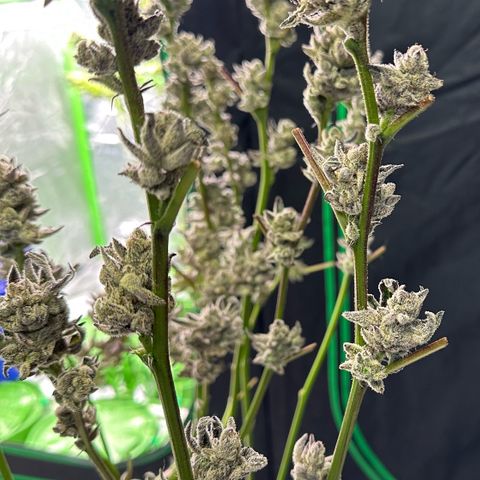 MiscxLAZ #29 C growlog timeline photo