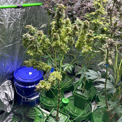 Fuel D.OG #1 Female 47.36g growlog timeline photo