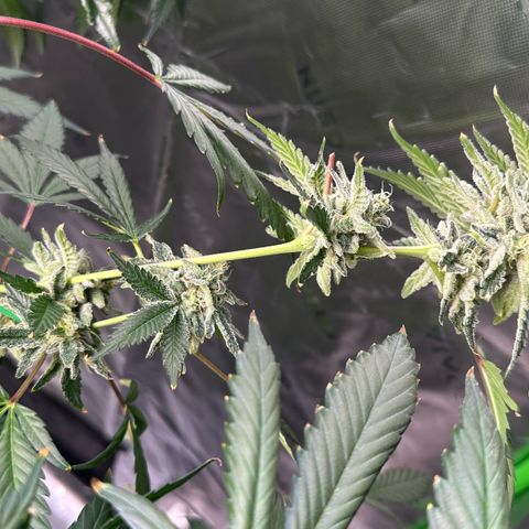 CxLAZ #15 C #1 growlog timeline photo