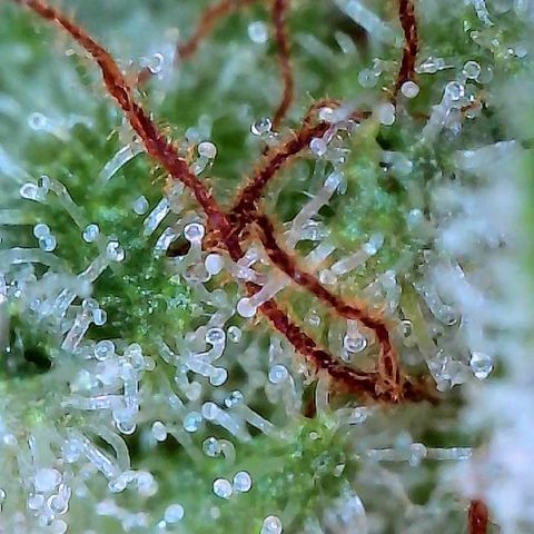 MiscxLAZ #26 C #2 growlog timeline photo