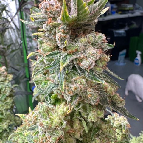Fuel D.OG #1 Female 47.36g growlog timeline photo