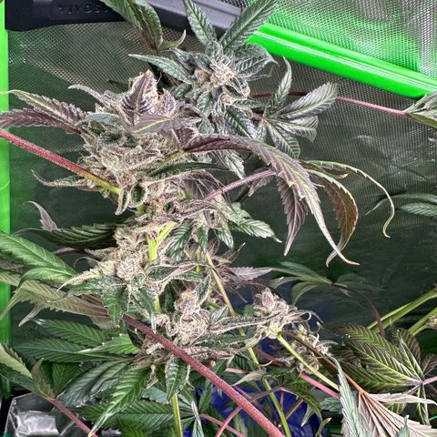 CxLAZ #03 C #1 58.58g growlog timeline photo