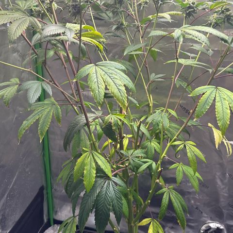 MiscxLAZ #26 C #2 growlog timeline photo