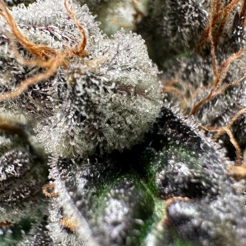 CxLAZ #03 C #1 58.58g growlog timeline photo