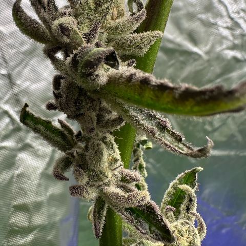 MiscxLAZ #29 C growlog timeline photo