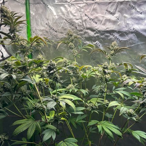 MiscxLAZ #26 C #2 growlog timeline photo