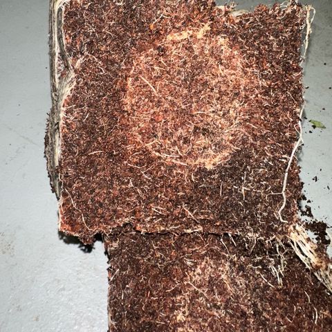 CxLAZ #03 C #1 58.58g growlog timeline photo