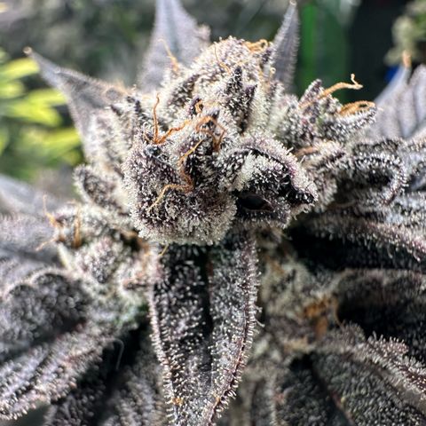 MiscxLAZ #22 C 42.33g growlog timeline photo