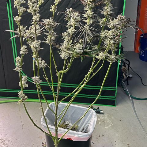 MiscxLAZ #29 C growlog timeline photo