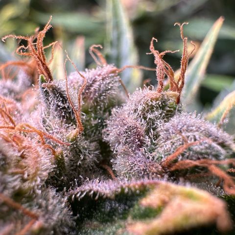 Fuel D.OG #1 Female 47.36g growlog timeline photo