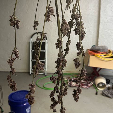 MiscxLAZ #37 C growlog photo: Moved to pan
Herm