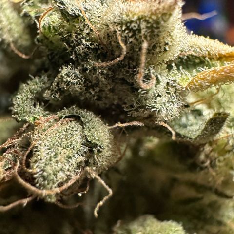 CxLAZ #20 C1 25g growlog photo: Moved to pan