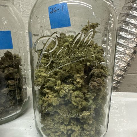 MiscxLAZ #26 C #1 47.15g growlog timeline photo