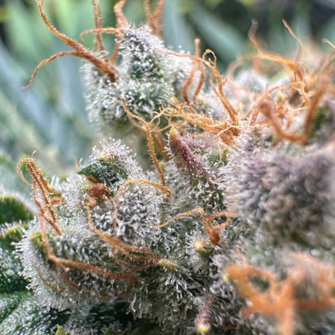Fuel D.OG #1 Female 47.36g growlog timeline photo