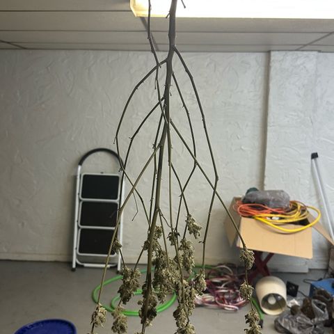 CxLAZ #20 C1 25g growlog photo: Moved to pan