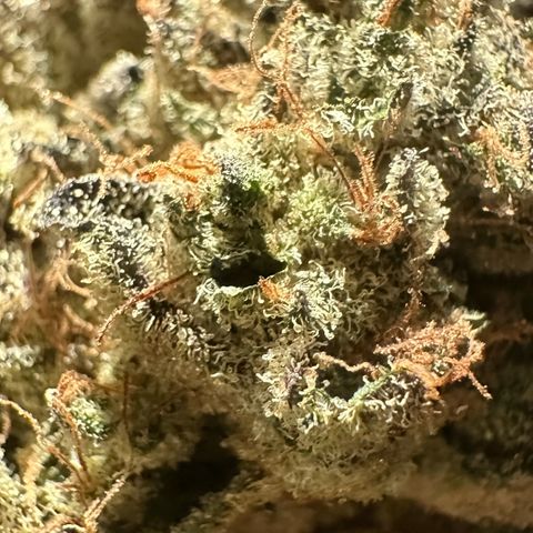 CxLAZ #24 37.13g growlog photo: Moved to bag