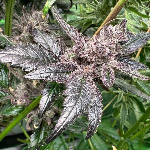 MiscxLAZ #22 C 42.33g growlog timeline photo